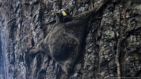 Bihirang paglitaw ng flying lemur sa Mt. Apo Natural Park, nasaksihan