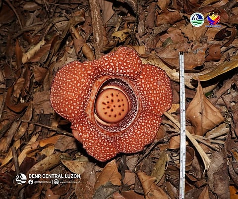 Rare Rafflesia found in Bulacan