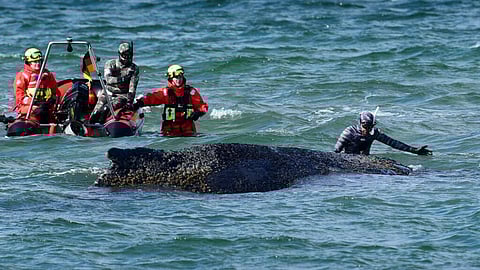 Beached whale grips, divides Germany