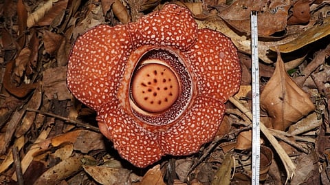 THE Department of Environment and Natural Resources Central Luzon has confirmed a new sighting of the rare Rafflesia lagascae within the forests of Doña Remedios Trinidad, Bulacan. The discovery was made during a Forest Resources Assessment conducted by the CENRO Baliwag in partnership with the DRT Municipal Environment Office.
