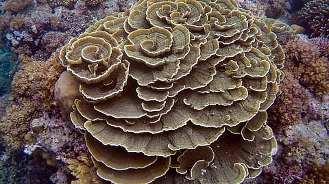 PASIL marine sanctuary used to be an underwater cemetery in Camiguin.