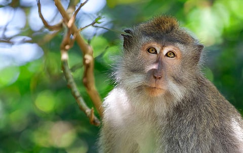 Benguet macaque caught after raiding residents’ food in La Trinidad