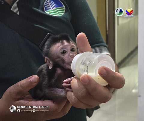 Juvenile macaque rescued in Bulacan,