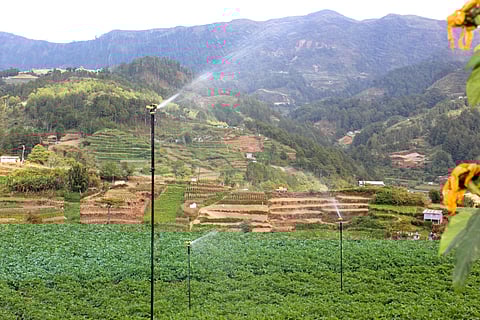 Cordillera agriculture posts 4.3% growth
