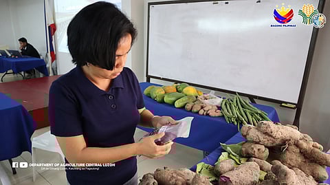 Ube as signature commodity of ancestral domains