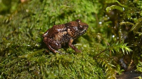 THE new miniature frog species discovered at Sibuyan Island in Romblon is one of the rare feats of researchers who studies the island’s unique biodiversity.