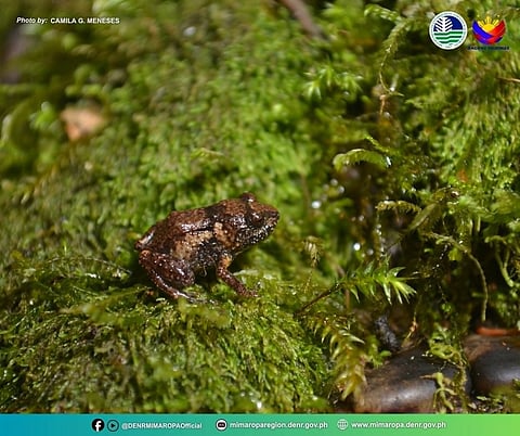 New frog species found in Mt. Guiting-Guiting