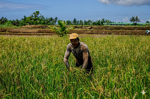 A FARMER contorts to plant rice seedlings at a rice paddy in Bagac, Bataan to produce the staple food of the Filipinos. The farmgate price of palay has dropped to P8 per kilo in some parts of Central Luzon, which may force some farmers to stop planting rice.