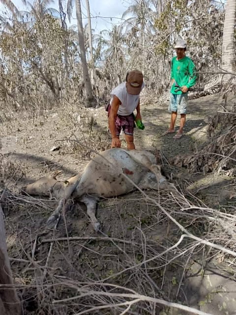 Mayon ashfall devastates Camalig farms, kills livestock
