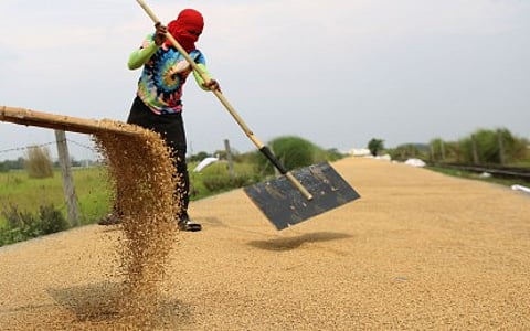 A FARMER scatters his palay harvest to dry in the heat of the sun in Nueva Ecija.