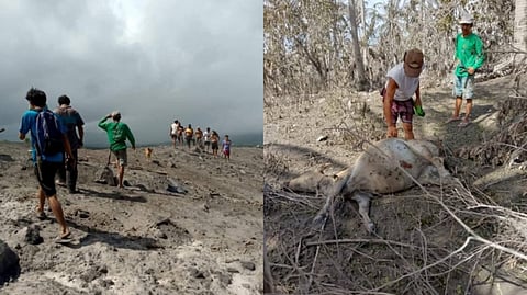 ASHFALL from Mayon Volcano has turned Camalig into a landscape of desolation, with some animals succumbing to the heat and air pollutants.