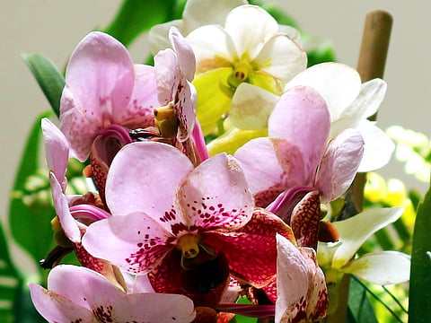 Legarda seeks Waling-waling as national orchid