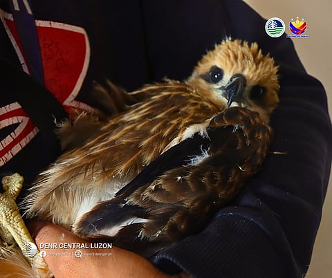 Limay LGU turns over juvenile Brahminy kite to DENR