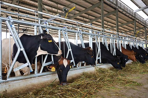 Dairy output rises in Q1