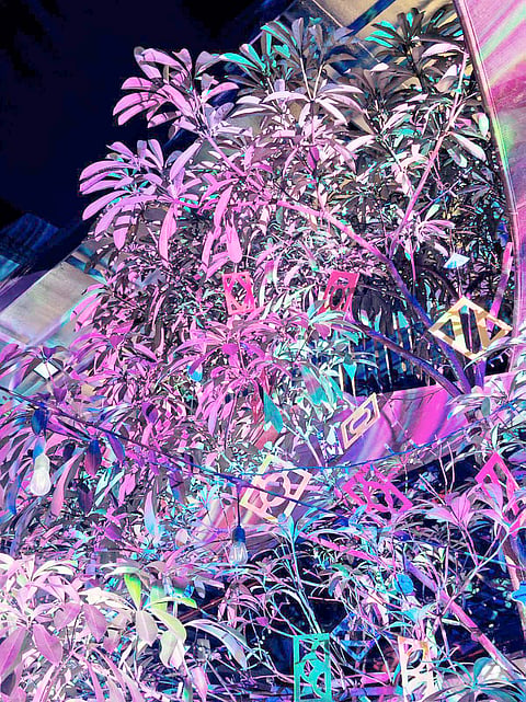 A PIECE titled ‘The Radiant’ by Isaiah Cacnio being projected on the plants of Comuna.