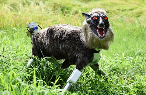 A WOLF-LIKE robot dubbed ‘Super Monster Wolf’ stands beside a rice field to drive away wild animals that cause damage to crops in Kisarazu, Chiba prefecture, Japan.