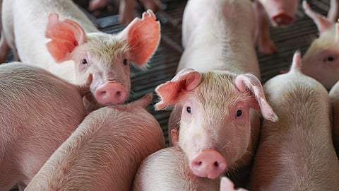 THE Chinese restriction on pigs from the Philippines does not affect the country since the Department of Agriculture-Bureau of Animal Industry said no local pigs and related products are exported to China.