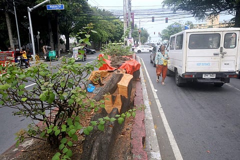 Stop SMC’s mass slaughter of trees