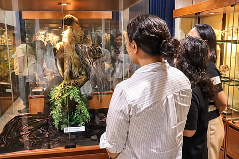 A specimen of the critically endangered Philippine Eagle (Pithecophaga jefferyi), donated by the Philippine Eagle Foundation in May 2025, is the centerpiece of the newly opened Natural History Museum and Herbarium at University of the Philippines Tacloban.