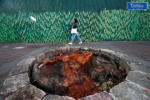 DENR: Pagputol ng mga puno sa Quirino Ave. para sa SALEx project, pansamantalang itinigil