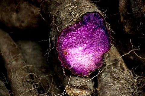 VSU-PhilRootcrops together with BISU and with support from DOST-PCAARD, has made new developments, increasing Ube planting material yields through new propagation method 'minisett' and is further researching 'tissue culture' to produce millions of ube planting materials by next year.