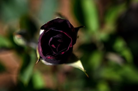 A photograh shows a black rose of Halfeti inside a greenhouse at Halfeti town in Sanliurfa.
Unique in the world, the black rose or "Karagul" in Turkish of Halfeti survives on the heights of this sunken town in Turkey's southeast after being rescued from the waters of a dam on the Euphrates.