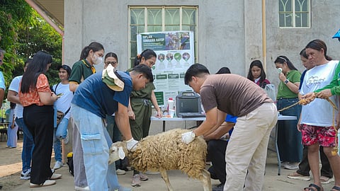 Bataan holds deworming drive, livestock health symposium