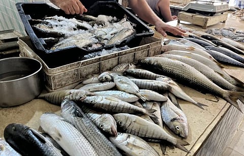 BFAR reports fish kill, red tide