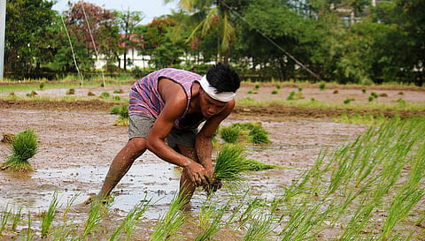 A FARMER bends to plant rice seedlings in a paddy in Bagac, Bataan, helping produce the country’s staple food. The farmgate price of palay has dropped to as low as P8 per kilo in parts of Central Luzon, raising concerns that some farmers may be forced to stop planting rice.