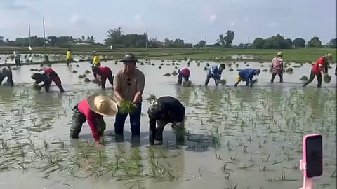 DA chief plants rice with farmers