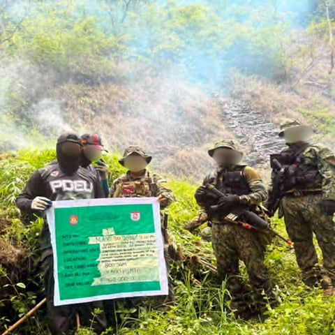 Over P4.8 million worth of marijuana plants destroyed in Ilocos Sur operations
