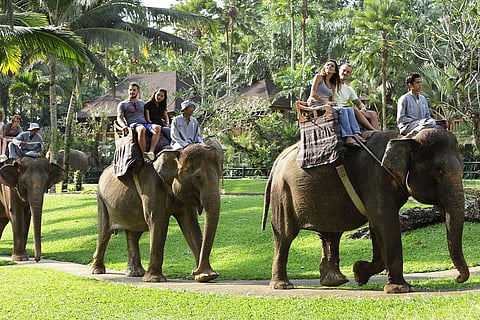 NO MORE ELEPHANT RIDES!