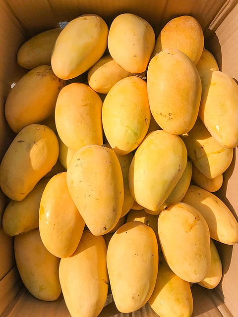 PHILIPPINE mangoes, called ‘Golden Pillows’ in Thailand, are some of, if not the best in the world.