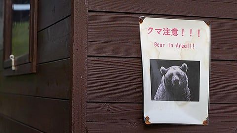‘Extremely intelligent’ bear at large after hurting four