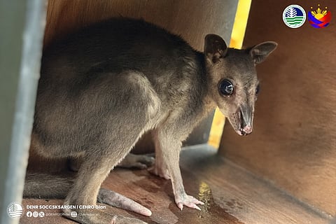 53 wildlife animals rescued in Sarangani