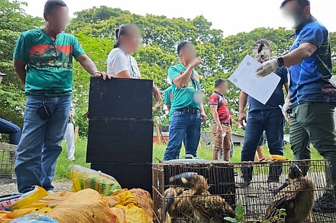A TTOAL of 53 native and exotic wildlife specimens were recovered in a joint enforcement operation by the Criminal Investigation and Detection Group, with support from the Department of Environment and Natural Resources – Community Environment and Natural Resources Office in Glan, at Barangay Maribulan, Alabel, on 4 June.