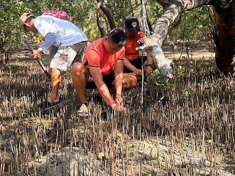 A MEMBER of the Coast Guard Station in Batangas take part in the IF mangrove planting event in Barangay Binubusan, Lian, Batangas.