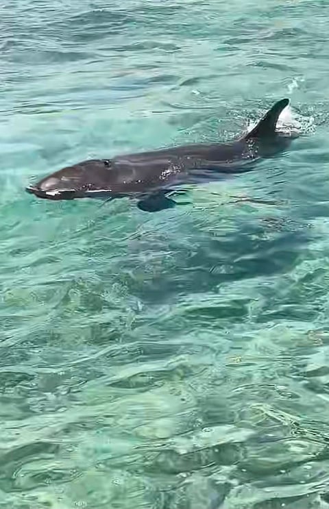 Dolphin found struggling near Boracay shore