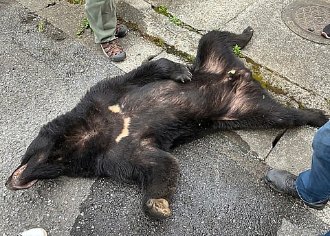 A BEAR captured in Utsunomiya City, Tochigi Prefecture.