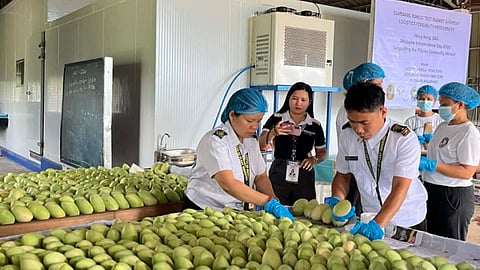 Guimaras mangoes eye European market expansion