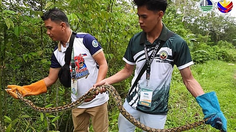 Rescued Reticulated Python Freed