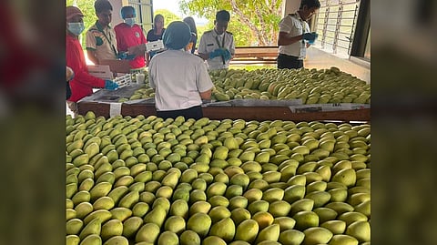Guimaras mangoes enter European market check