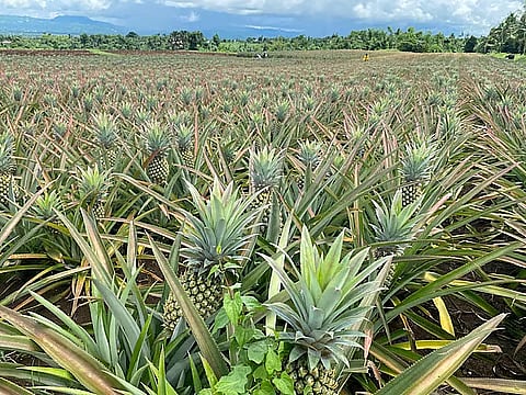 Lightning claims pineapple worker