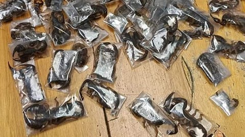 Police seize venomous scorpions in airport