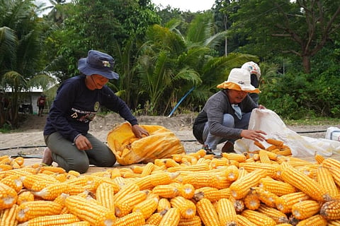 CORN farmers arrange their yield on a road in Romblon. The Department of Agriculture on Sunday announced the increase in corn yield quota for the year to address the widening gap between domestic production and demand from feed millers and livestock producers.