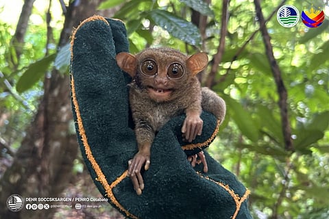 Tarsier rescued in Kidapawan City
