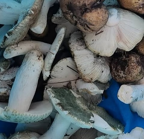 DOH cautions public on wild mushroom consumption
