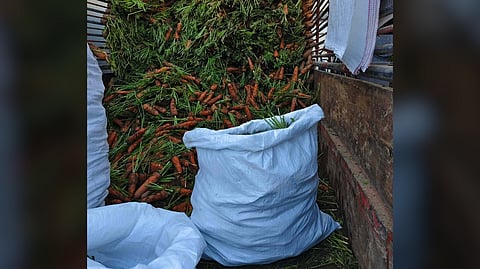 Farmers reel as imported carrots surge