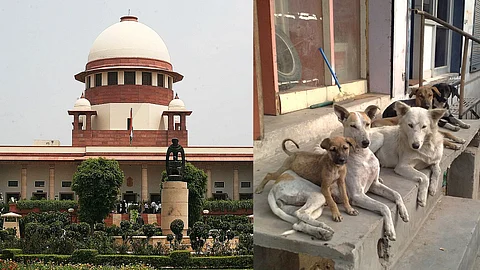 Supreme Court Stray Dogs