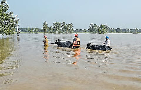 Punjab Flood Representative Image